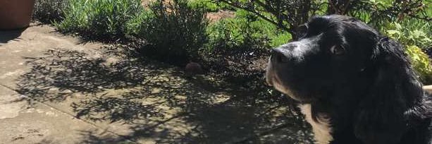 Alex Ashley 🫩 banner