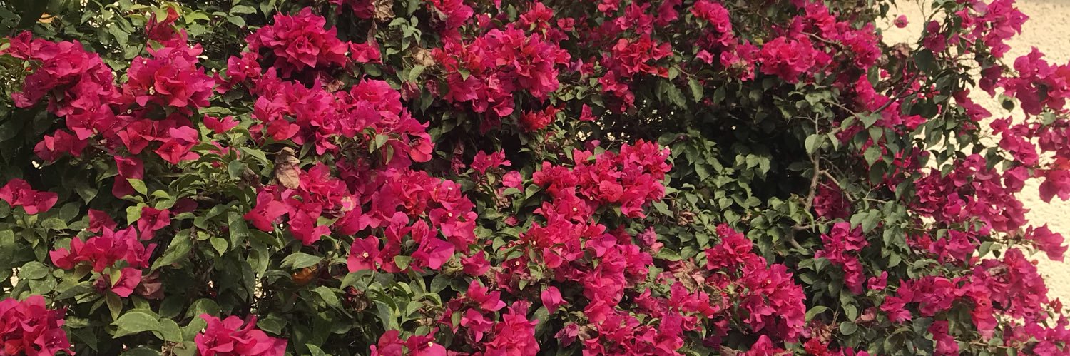 lauravivanco's profile banner image