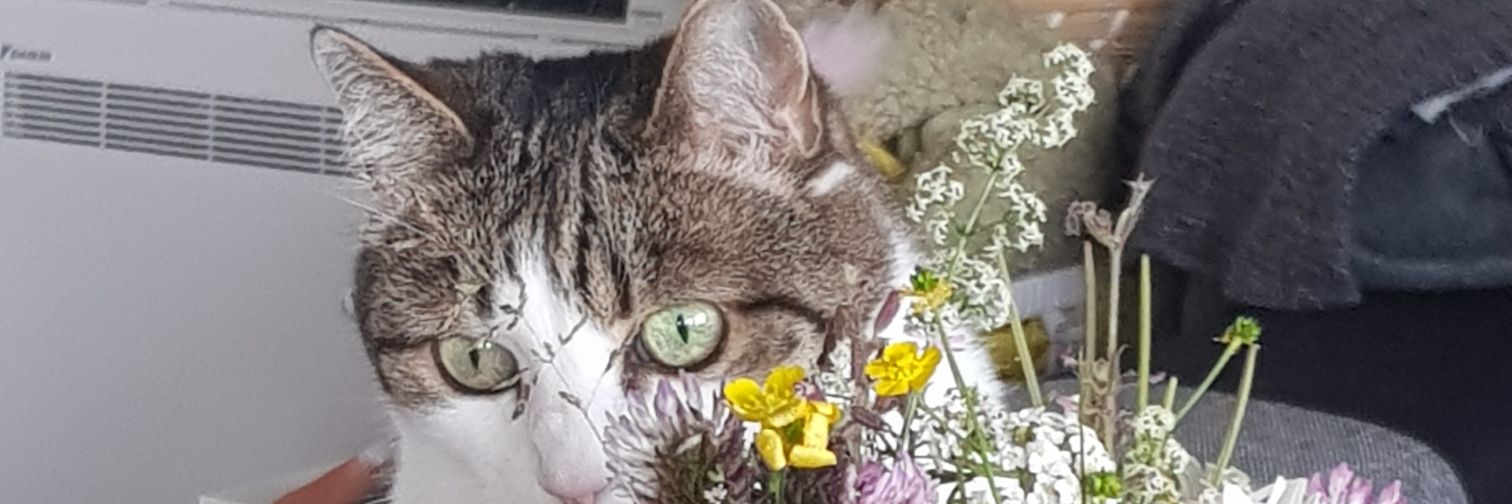 Henriette Primberg banner