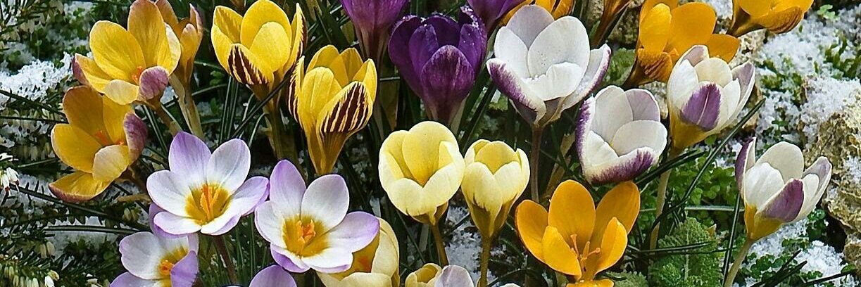 🌷НАТАЛИ🌷 banner