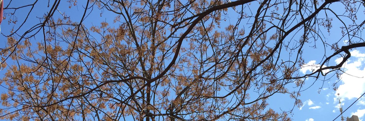 Fco Rodríguez Lucena banner