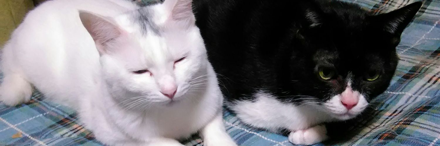 KuroKichi?日本海側低温低光サボテン同盟 banner