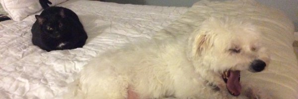 joemillerDC Profile Banner