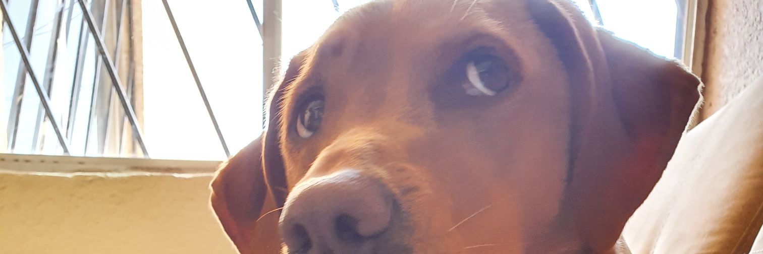 ChocheCorona's profile banner image
