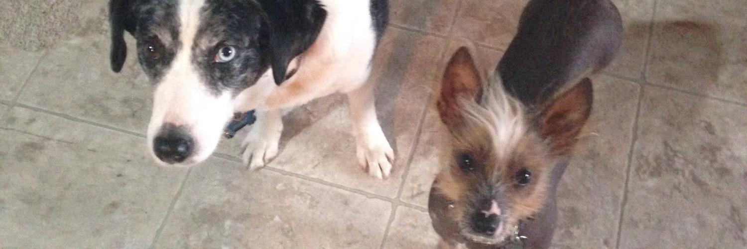 Chelly Boutott banner