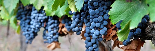 BodegaLaRural's profile banner image