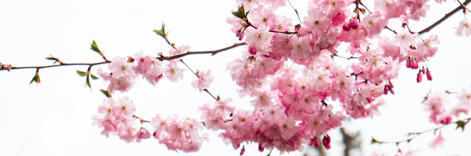 ScarletteTrann's profile banner image