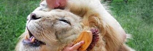 ummutvar Profile Banner