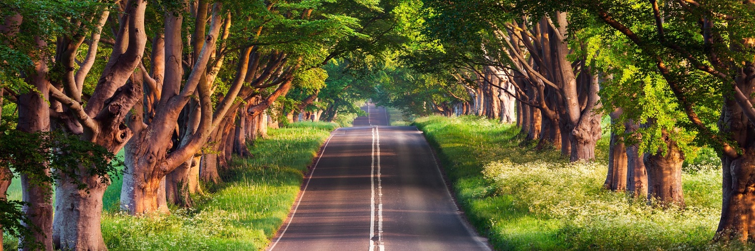 Frances Bean Tobal. banner