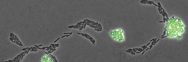 DominiqueLimoli Profile Banner