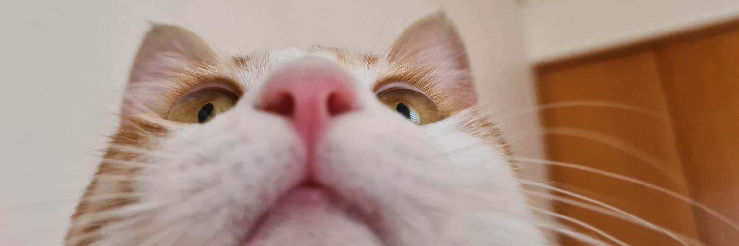 ferni1605's profile banner image