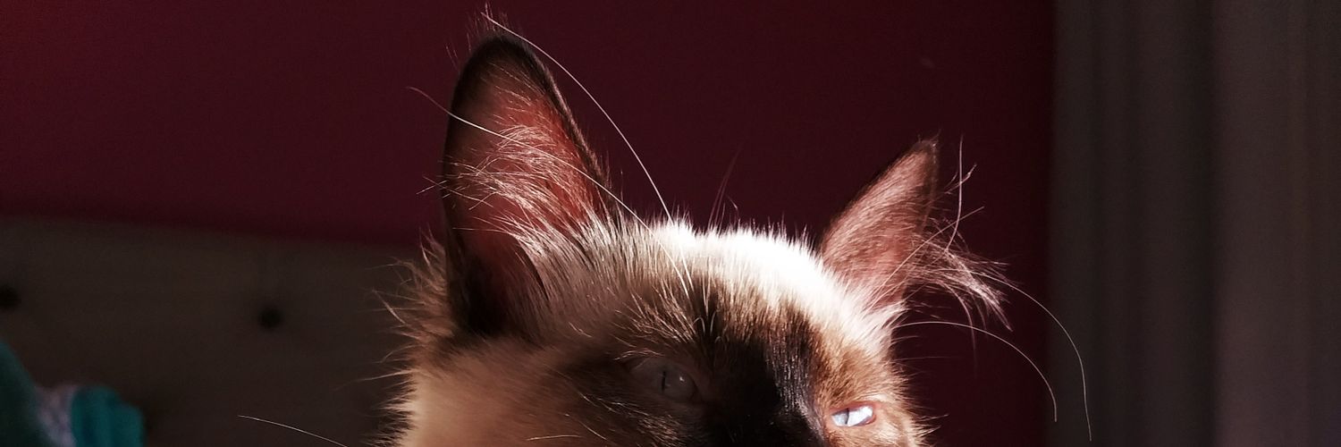 insanebabby's profile banner image