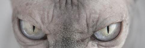 stebaradel's profile banner image