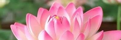 Shrinivas_ji's profile banner image