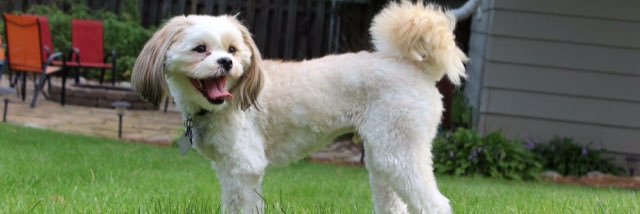 fluffyarchie's profile banner image