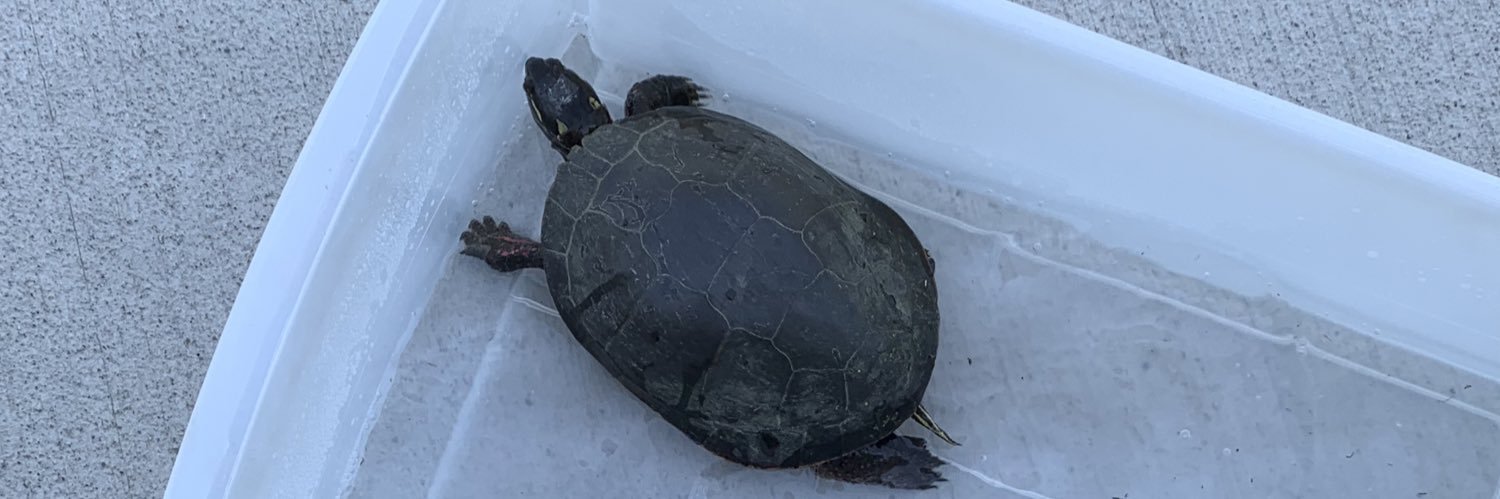 TurtlesMom1's profile banner image