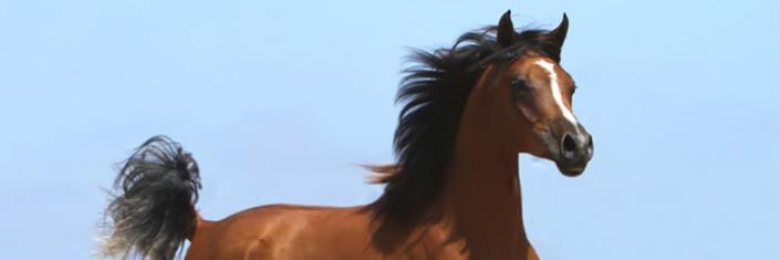 blueMTNfarms's profile banner image