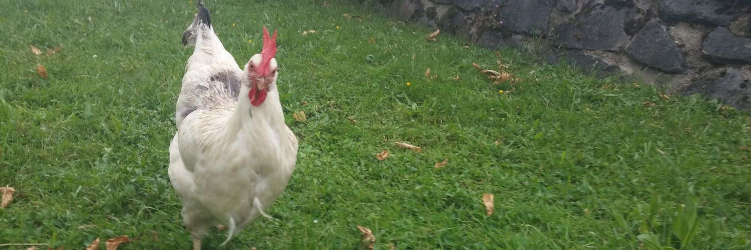 DerHundMitEinemGrund banner