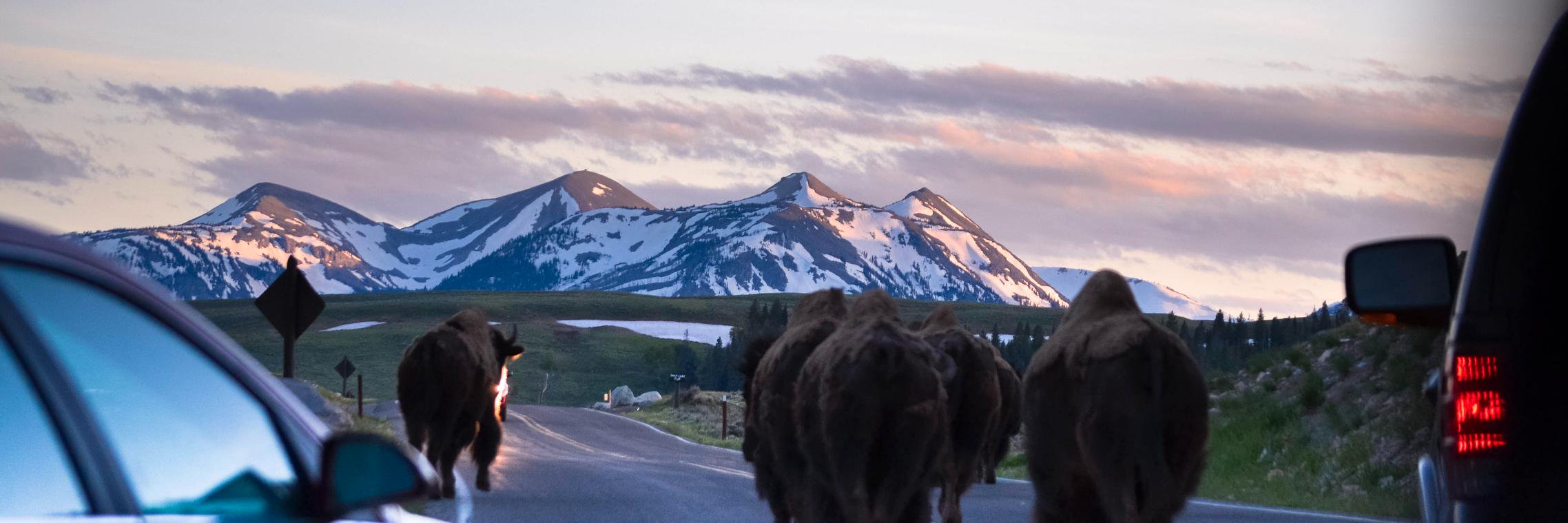HaleyRThomas's profile banner image
