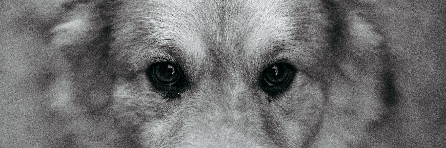Zikosnow's profile banner image