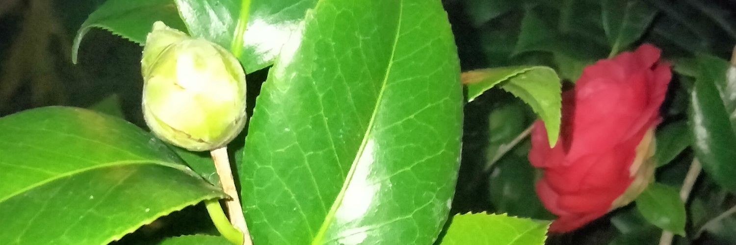 KukasMonster's profile banner image