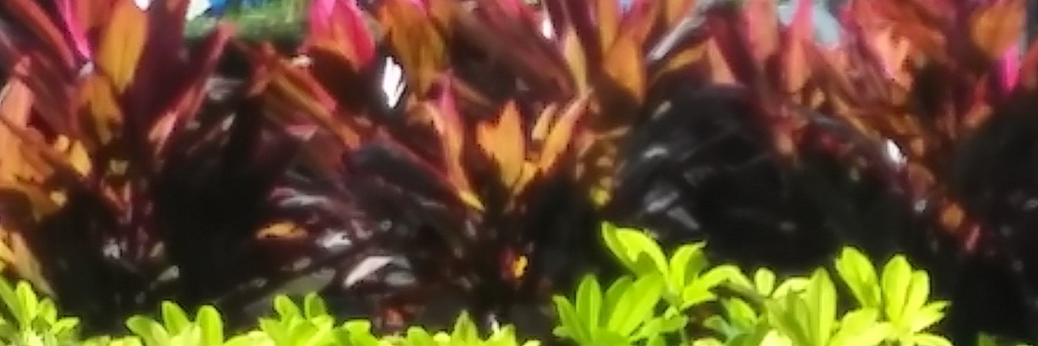 ChrisVeal2's profile banner image
