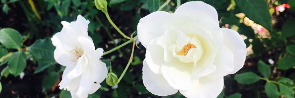 sheryllyn66's profile banner image