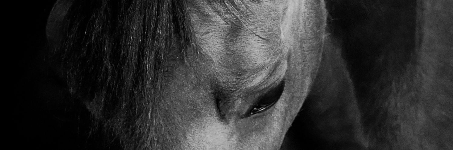 MarteloJember's profile banner image