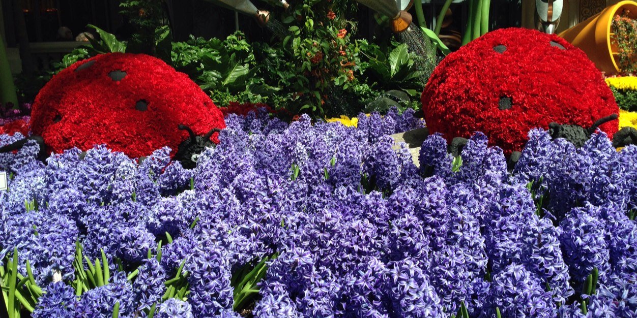 Lisa Sweetnich banner