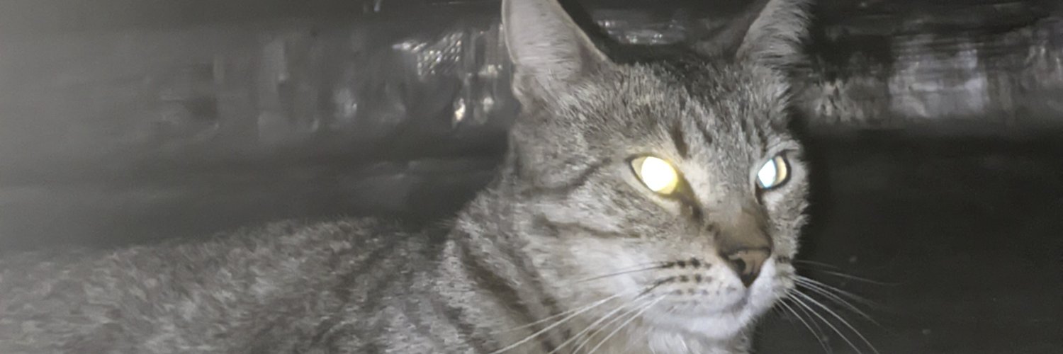 _lucilucilu's profile banner image