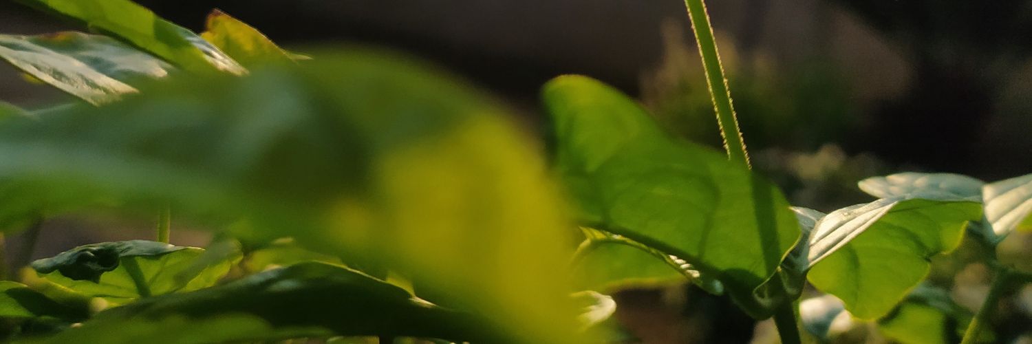 bittersweetlops's profile banner image