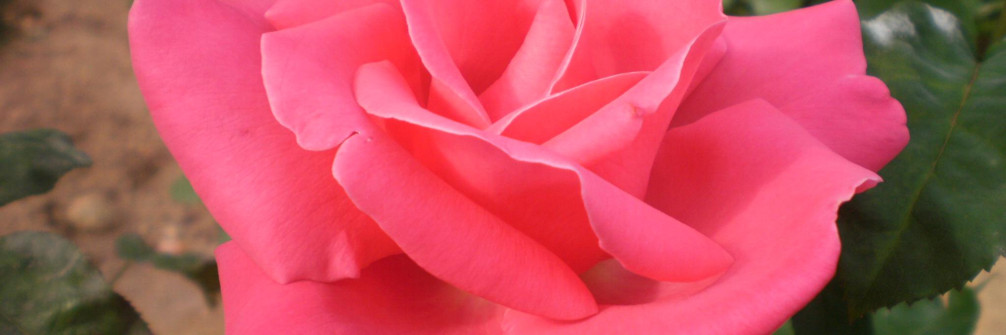 ani_keda's profile banner image