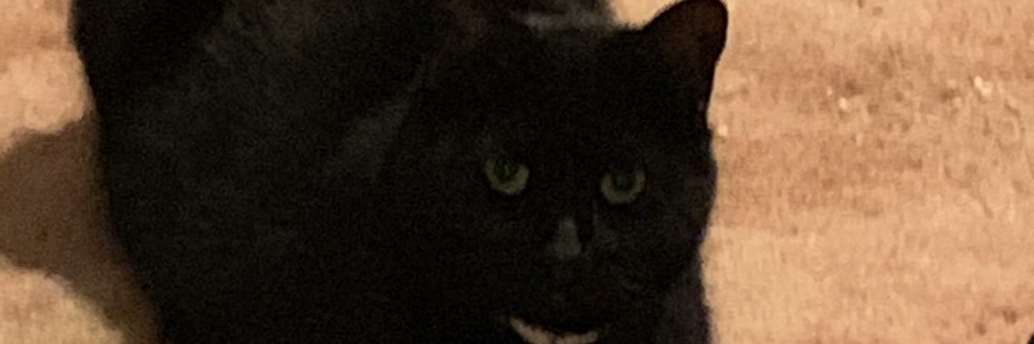 DinoBabyInfant's profile banner image