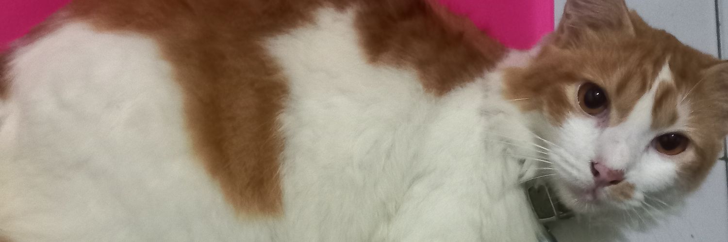 SeraPJFR's profile banner image