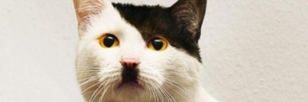Twitler1933's profile banner image
