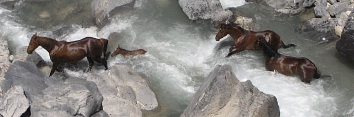 rxmsxy🇵🇸 banner