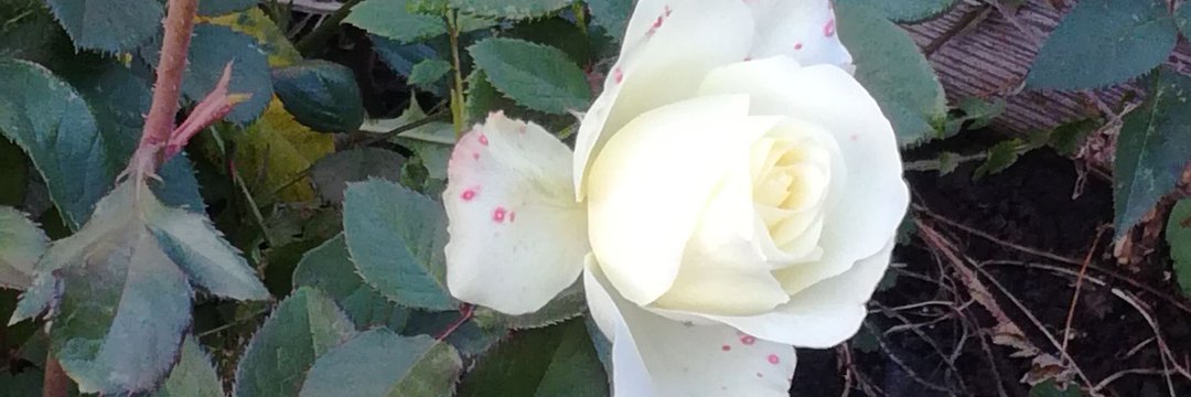Бадритдинова Алла banner