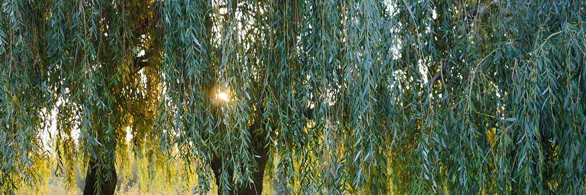 willowburcu's profile banner image