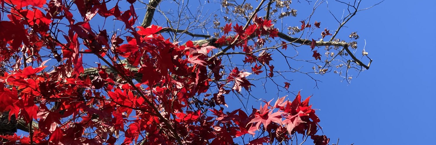 SteffSackett's profile banner image