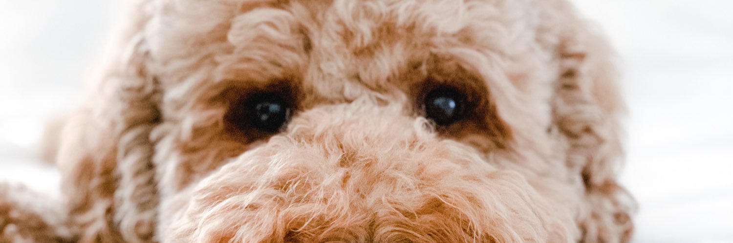tracep1's profile banner image