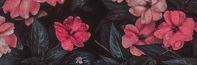 reginaoliviaa's profile banner image