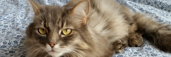 eduheadMaynard Profile Banner