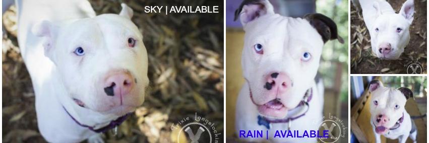 Luvable Dog Rescue banner