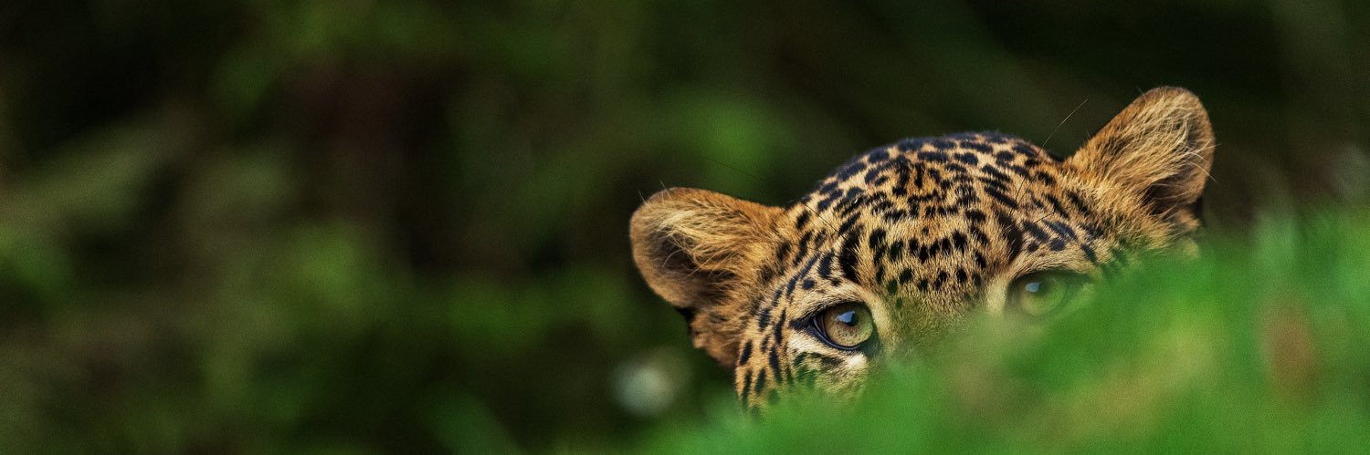 riznad7's profile banner image