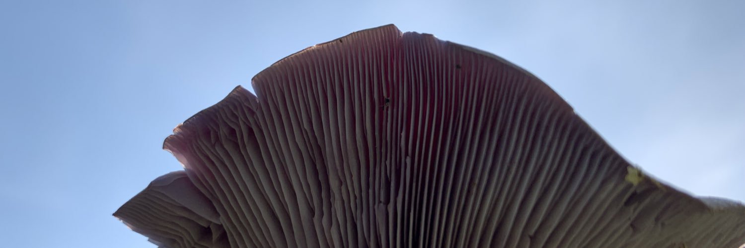 David Röck 🌸🌞🌖🙂 banner