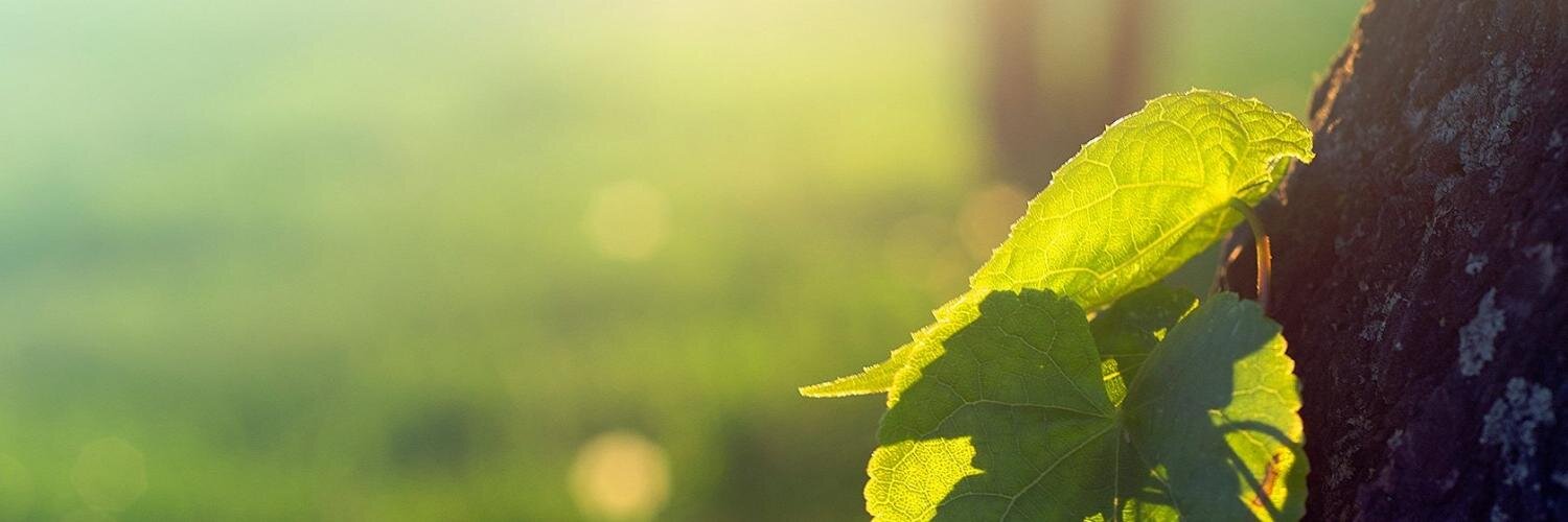 wderoeck's profile banner image