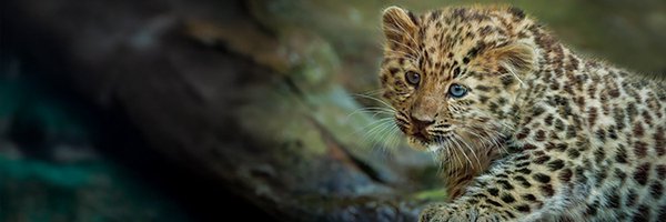 ColchesterZoo Profile Banner