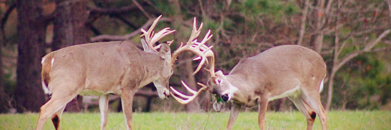Ashley Carmichael banner
