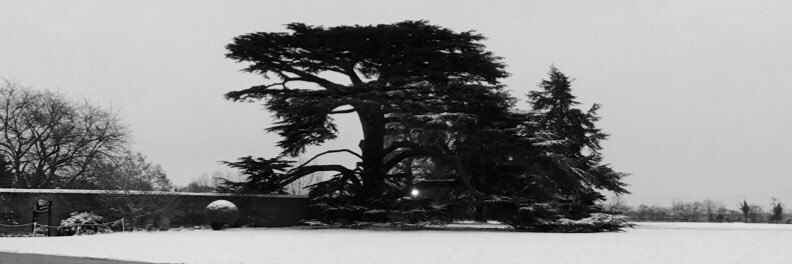 New Hall Library banner