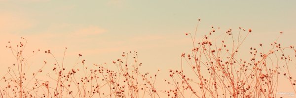 pikoret Profile Banner
